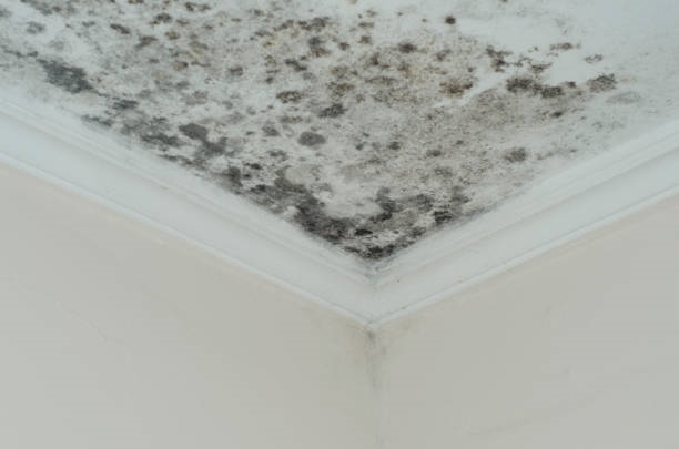 A close up of the corner of a room with mold growing on it